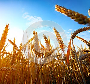 Golden wheat field and sunset