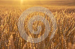 Golden wheat field at sunset.