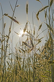 Golden wheat field at sunset against the sun with solar panel