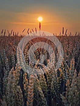 Golden wheat field in sunset light. Beautiful Rural scenery under the summer sun. Ripening ears, harvest time, vertical