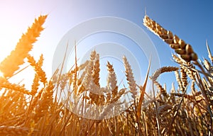 Golden wheat field and sunset