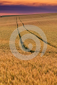 Golden wheat field at sunset with tractor tracks before harvest