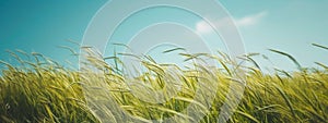 Golden Wheat Field Swaying Under a Clear Blue Sky on a Sunny Day