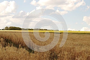 Golden wheat field with traces from the tractor