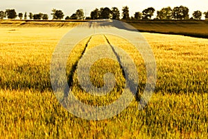 Golden grain field with tramlines, summer landscape in sunset light