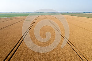 Trace of the track from a tractor in the wheat field, tracks running off through a golden corn field