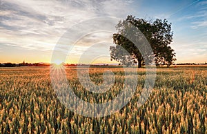 Golden Wheat field with tree at sunset