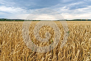 Golden wheat field under blue sky