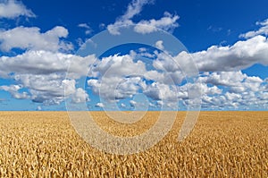 Golden wheat field under blue sky