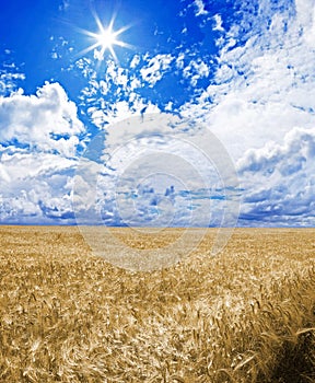 A golden wheat field under an blue sky