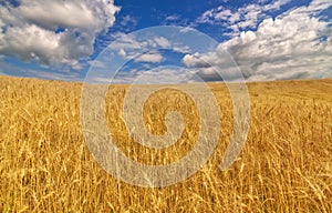 Golden wheat field under blue sky and clouds