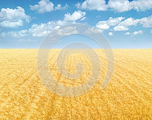 Golden wheat field under blue sky with clouds. Minimalistic landscape background