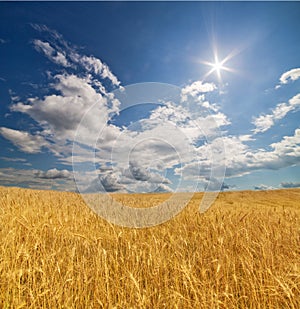 Golden wheat field under blue sky and sun