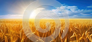 Golden wheat field under blue sky on sunrise, serene minimalist landscape panorama. Generative AI realistic illustration