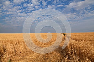 Golden wheat field under blue sky in Ukraine, happy peaceful country before russian invasion