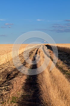 Golden wheat field under blue sky in Ukraine.