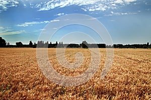 Golden wheat field under blue sky and white clouds