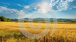 Golden Wheat Field Under Bright Summer Sun