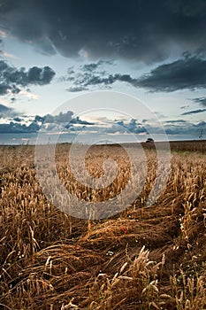 D'oro grano turbolento il cielo 