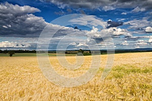 Golden wheat field under a partly cloudy sky