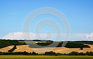 Golden wheat field on undulating hills. lush green forest. blue sky