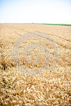 Golden wheat field in Vojvodina