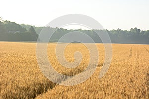 Golden wheat field. Wheat field against golden sunset.