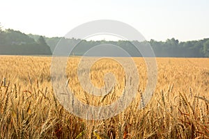 Golden wheat field. Wheat field against golden sunset.