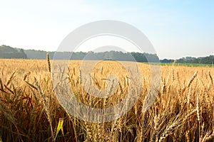 Golden wheat field. Wheat field against golden sunset.