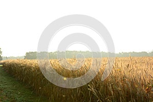 Golden wheat field. Wheat field against golden sunset.