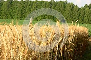 Golden wheat field. Wheat field against golden sunset.