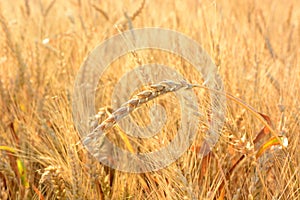 Golden wheat field. Wheat field against golden sunset.