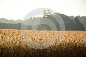 Golden wheat field. Wheat field against golden sunset.