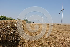 Golden wheat field and Wind power plant