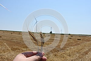 Golden wheat field and Wind power plant