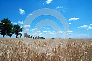 Golden wheat fields 1