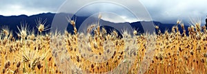 The golden wheat fields