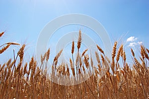 Golden Wheat Fields