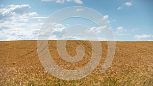 Golden wheat fields, on a beautiful spring day with blue sky and cottony clouds