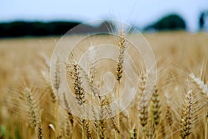 Golden wheat fields in china