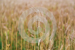 Golden wheat fields in china