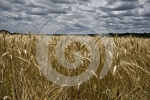 Golden wheat fields photo