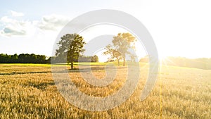 Golden wheat fields