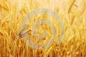 Golden wheat fields in the sun light