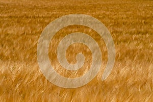 Golden wheat fields on sunny day in wyoming