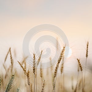 Golden wheat fields with sunset natural background