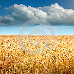 Golden wheat fields towards the big cloud