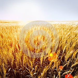 Golden wheat-fileld with sunshine