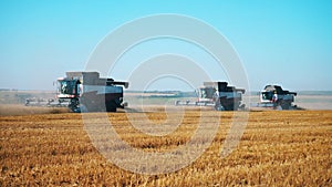 Golden wheat is getting reaped by the farming combines