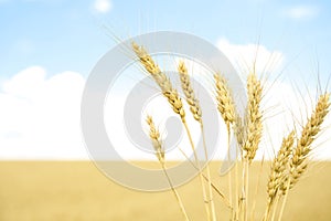 Golden wheat in grain field